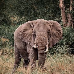 Serengeti Elephants by Creative Star copyright #tanzania #serengeti #wildlife #incentivetrip