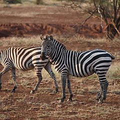 Serengeti Zebra #tanzania #serengeti #wildlife #incentivetrip