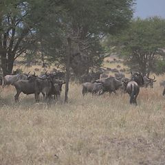 Serengeti Gnoe #tanzania #serengeti #wildlife #incentivetrip