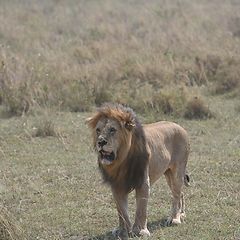 Serengeti Lion by Creative Star #tanzania #serengeti #wildlife #incentivetrip