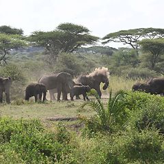 Serengeti Elephants by Creative Star copyright #tanzania #serengeti #wildlife #incentivetrip