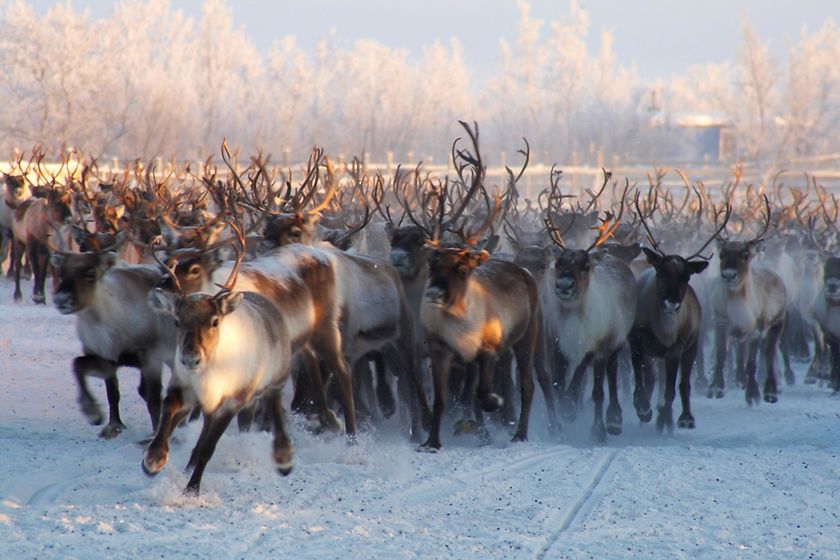 Lapland